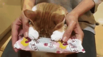 10.gif