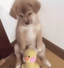 13.gif