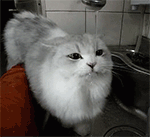 14.gif